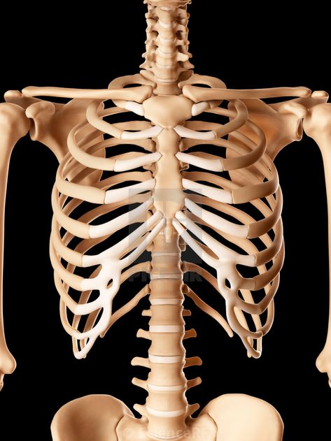 Muscles Illustration, Posing Skeletons, Rib Cage Drawing, Rib Cage Anatomy, Human Rib Cage, Bone Drawing, Jaw Muscles, Computer Illustration, Revolution Art