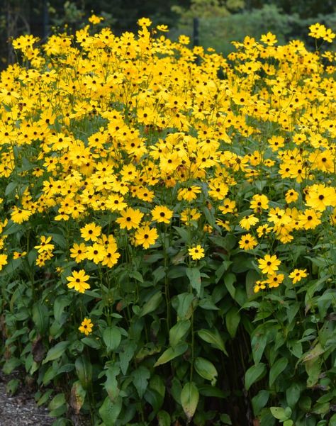 The Compelling Case for Coreopsis - Ecological Landscape Alliance Virginia Wildflowers, Coreopsis Flower, Ecological Landscape, Pollinator Garden Design, Small House Garden, Companion Planting Vegetables, 10 Flowers, Herb Garden Design, Flower Tower