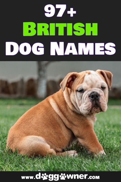 Old Money Dog, Unusual Dog Names, Rare Dog Names, Creative Dog Names, Dog Symbolism, Great Dog Names, Corgi Names, Dog Name Ideas, Dog Names Unique