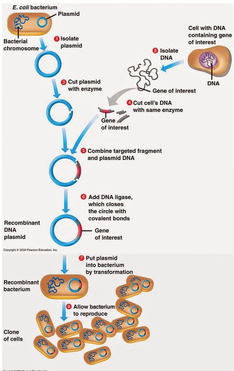 Dna Cloning, Anaerobic Respiration, Genetic Modification, Recombinant Dna, Biochemistry Notes, Cells Project, Dna Technology, Basic Anatomy And Physiology, Covalent Bonding