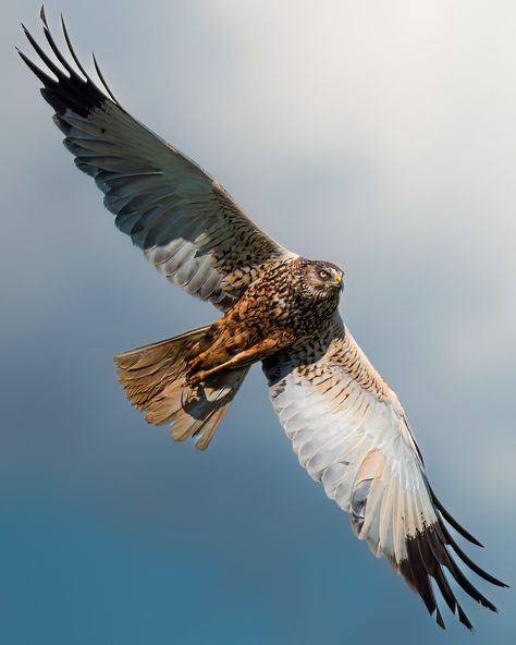 Marsh Harrier, Best B, Starling, Long Tail, Birds Of Prey, Bird Lovers, This Is Us, Birds, Canning