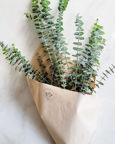 PLANTITA & CO on Instagram: “Fresh Eucalyptus 🌱 As we gear up for the fall szn & up coming markets we have been working hard on our new curated collection of FRESH &…” Trim Ends, Eucalyptus Silver Dollar, Eucalyptus Bundle, Shower Eucalyptus, Fall Szn, Fresh Eucalyptus, Silver Dollar Eucalyptus, Spa Inspiration, Powder Rooms