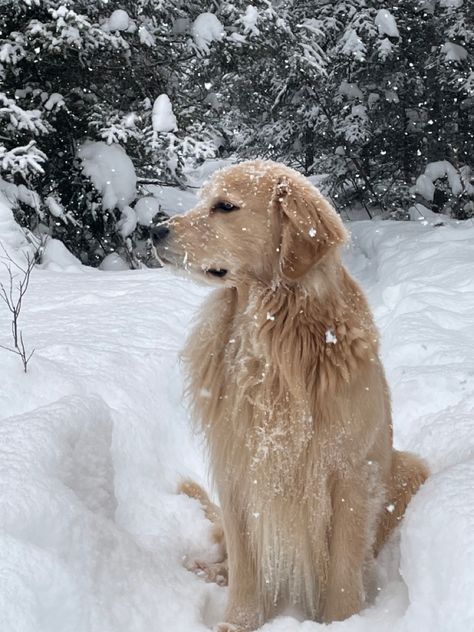 Parker the golden relax in the snow Old Money Golden Retriever, Golden Retriever Snow, Golden Retriever Winter, Dog Goals, Cosy Mysteries, Mystery Stories, Winter Cabin, Golden Retrievers, Cat Owners