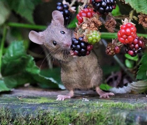 Woodland Animals Aesthetic, Animals Being Cute, Aesthetic Animal Pictures, Animal Reference Photos For Drawing, Cottage Core Animals, Animal Reference Photos For Artists, Mouse Reference, Mouse Aesthetic, Mouse Photography