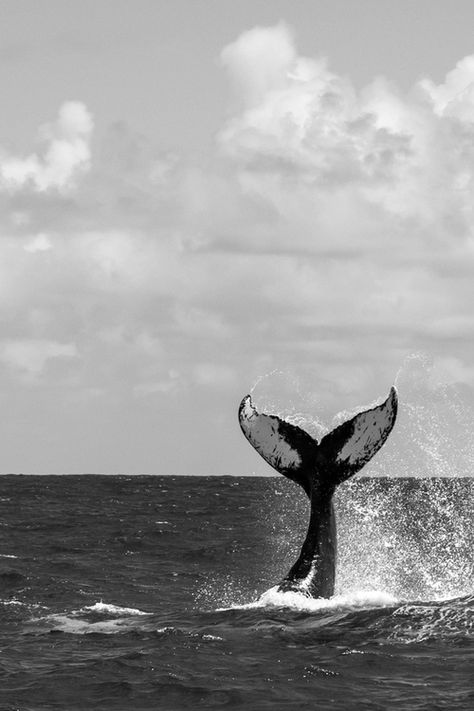 whale | love | peaceful | ocean | sea | beautiful giant | tail | black  white | photography | cool | freedom Whales Tail, Creature Marine, A Whale, Whale Tail, Marine Mammals, Humpback Whale, Killer Whales, Ocean Creatures, Marine Animals