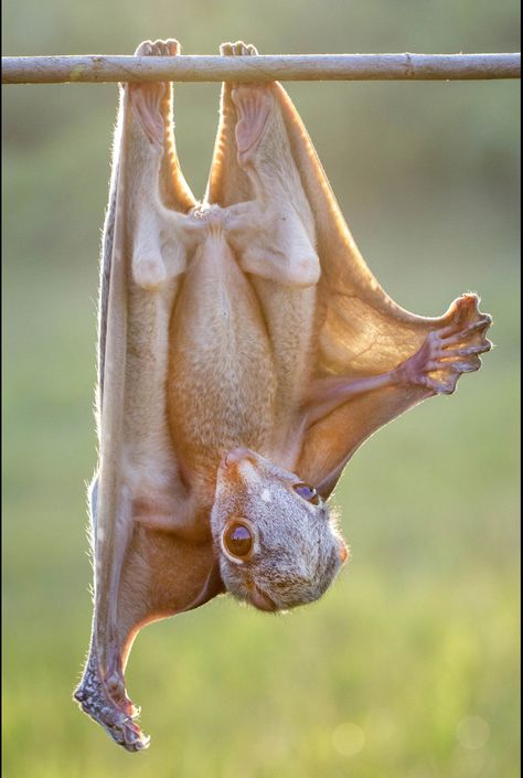 Flying Lemur, Interesting Animals, Unusual Animals, Rare Animals, Pretty Animals, Silly Animals, Weird Animals, Unique Animals, Animal Wallpaper