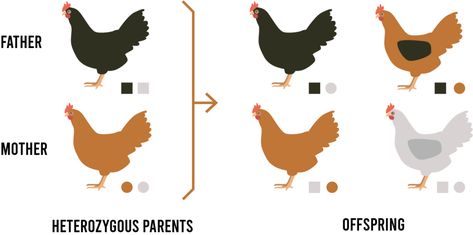 Linebreeding, Inbreeding & Outcrossing | Chicken Fans Line Breeding Chickens, Chicken Genetics, Breeding Chickens, Chicken Breeding, Animal Breeding, Types Of Chickens, Selective Breeding, Chicken Garden, Chicken Breeds