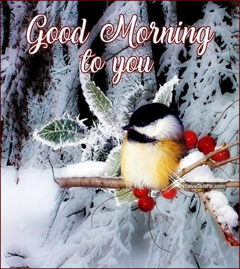 Good Morning To You, Winter Good Morning, Winter Sunday, Sunshine Pictures, Good Morning Rose Images, Good Morning Animals, Animals In Winter, Good Morning Winter, Sunday Greetings