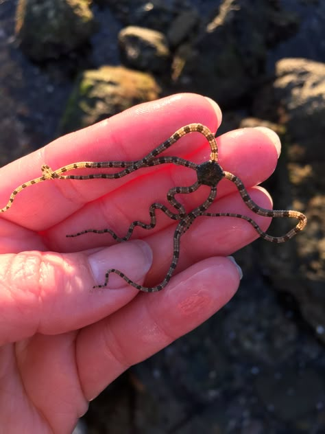 Brittle Star Tattoo, Brittle Starfish, Brittle Star, Salt Marsh, Sea Star, Sea Monsters, Star Tattoos, Ocean Creatures, Marine Animals