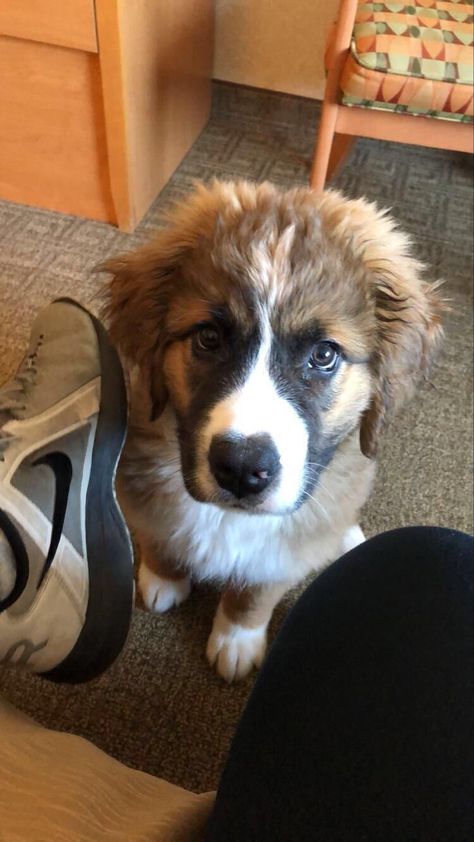 St Bernard Mix Puppy, St Bernard Bernese Mountain Dog, Bernese Mix Dogs, St Bernese Mountain Dog, Saint Bernese, St Bernese, St Bernard Mix, Bernese Mountain Dog Mix, White Boxer Dogs