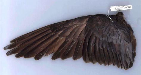 Black merlin falcon wing - source: Merlin falconry (YouTube) Falcon Wings Drawing Reference, Merlin Falcon, Falcon Wings, Feather Identification, Saul Steinberg, Owl Wings, Wings Drawing, Peregrine Falcon, Brown Bird