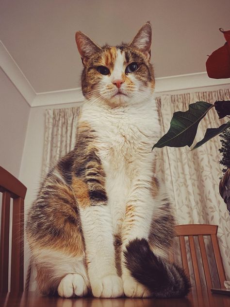 She looks down on us Cat Looking Down, All Types Of Cats, Cat Poses, Cat Pictures For Kids, Cat References, Beautiful Cats Pictures, Pictures Of Cats, Raccoon Dog, Cat Oc