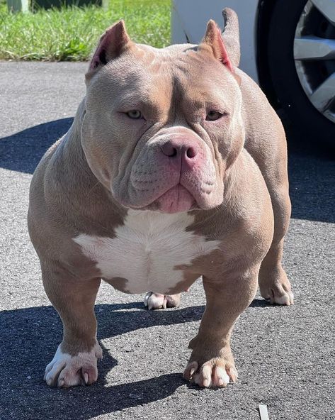 Chien Cute, Merle Bully, American Bully Pitbull, Pitbull Bully, American Bully Pocket, American Bully Dog, Bully Puppy, Pitbull Dog Breed, Bully Pitbull