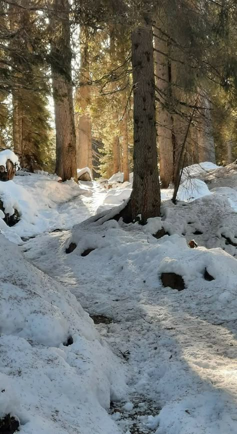 Winter Landscape Photos, Winter Pines, Winter Reference, Russian Countryside Aesthetic, Snowy Hills Aesthetic, New England Forest, Snowy Forest Photography, Forest Snow Aesthetic, Snowy Farm Aesthetic