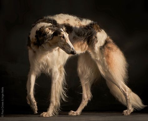 Borzoi Aesthetic, Borzoi Dog Aesthetic, Borzoi Dog Art, Borzoi Anatomy, Borzoi Reference, Borzoi Aesthetic Art, Borzoi Dog Reference, Borzoi In Clothes, Borzoi Side Profile