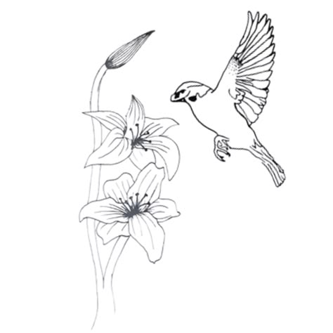 Sparrow And Lilies Tattoo, Lily And Sparrow Tattoo, Sparrow Tattoo With Flowers, Sparrow And Lily Tattoo, Sparrows And Lilies, Lilly And Sparrow Tattoo, Sparrow And Flower Tattoo, Lillie’s And Sparrow Tattoo, Sparrow Drawing