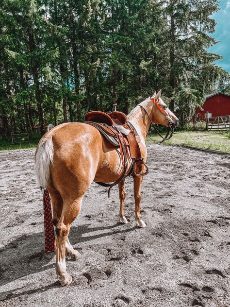 Palomino Barrel Horse, Barrel Horses, Palomino Horses, Western Pleasure Horses, Western Horses, Western Horse Saddles, Palomino Horse, Barrel Racing Horses, Rodeo Horses