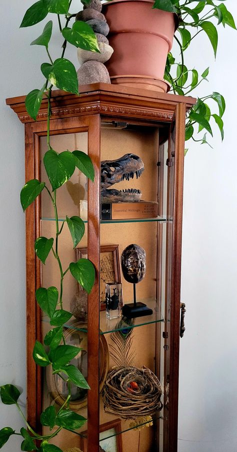 Vintage curiosity cabinet display with biology and nature inspired decor. #Charlesdarwin #naturalistdecor #livingroomdecor #sciencedecor Curiosity Decor, Nature Themed Home Decor, Curiosity Display, Science Office, Goblin Core House Decor, Vintage Display Cabinet Ideas, Adventurecore Bedroom, Nature Cabinet, Goblincore Home Decor