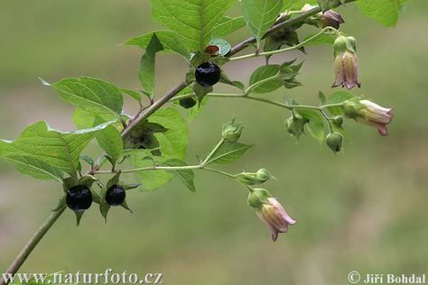 Deadly Nightshade Photos, Deadly Nightshade Images | NaturePhoto- Bella Donna Flower, Atropa Belladona, Belladonna Flower, Nightshade Flower, Black Nightshade, Deadly Plants, Deadly Nightshade, Poison Oak, Goth Garden