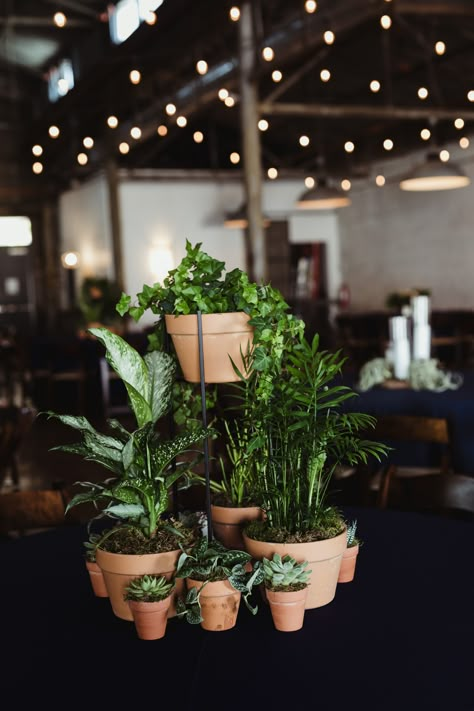 Round tablescape design full of houseplants and succulents in terra-cotta  #houseplants #weddingreception #plants #fortworthwedding Simple Plant Centerpieces, House Plants As Wedding Centerpieces, Snake Plant Wedding Decor, Plant Nursery Wedding, Sustainable Centerpieces Wedding, Live Centerpieces Potted Plants, Houseplant Bouquet Wedding, Real Plant Centerpieces, Wedding Table Plants