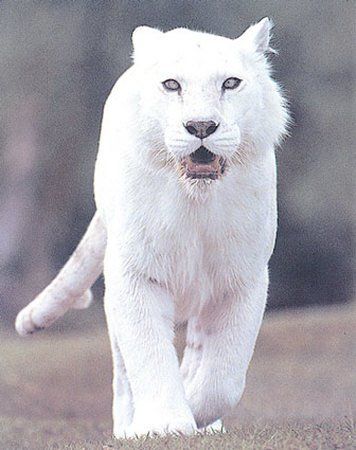 The Ghost White Tiger  The Ghost white tiger is rarest of all tigers. It’s stripes are nearly invisible and are so faint that they can only be seen in correct lighting. Rare Albino Animals, Regnul Animal, Albino Animals, Rare Animals, Majestic Animals, Cheetahs, White Tiger, Animal Planet, Animal Photo