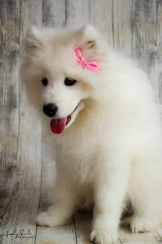 Adorable Samoyed Ch  Adorable Samoyed Check out all of our other Samoyed Dog photos updated weekly. #Samoyed #sammy #puppy #cute #dog #samoyedsaturday #pups Female Samoyed, Samoyed Puppies, Samoyed Dog, Samoyed Puppy, Super Cute Dogs, Japanese Spitz, Samoyed Dogs, Puppy Cute, Cute Puppy Pictures