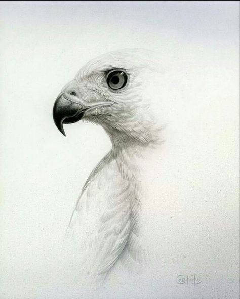 .. Eagle Drawing, Eagle Art, Bird Of Prey, Wildlife Artists, Bird Artwork, Owl Bird, Pencil Art Drawings, Animal Sketches, Bird Drawings