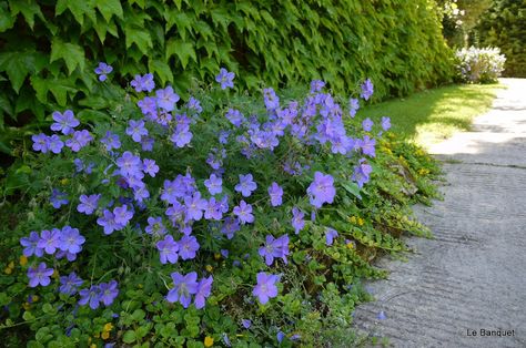 Geranium 'Johnson's Blue' Rozanne Geranium, Part Shade Flowers, Blue Geranium, Shade Garden Ideas, Hosta Varieties, Hardy Geranium, Hosta Gardens, Climate Zones, Flowers Growing