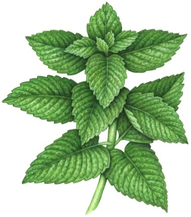 Botanical watercolor painting of a mint plant. Mint Plant Drawing, Mint Illustration, Mentha Spicata, Leaves Coloring, Mint Plant, Mint Herb, Herbs Illustration, Herb Art, Herb Prints