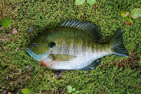 what does bluegill taste like Bluegill Recipe, Bluegill Fish, Bluegill Fishing, Crappie Fishing Tips, Early Morning Sun, Fish Mounts, Animals Tattoo, Fish Bites, Crappie Fishing