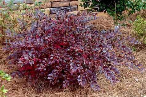 Purple Daydream Loropetalum, Lorapetulam Bush, Loropetalum Landscape Ideas, Front Landscaping Design, Zone 7 Plants, Landscape Bushes, Unique Landscaping, Full Sun Garden, Mass Planting