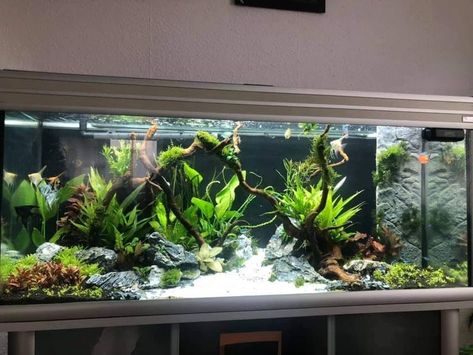 45 Gallon Fish Tank Ideas, 55 Gallon Aquascape, 55 Gallon Fish Tank Ideas, Community Fish Tank, Fish Tank Wall, Fish Tank Ideas, Fish Tank Themes, Fish Pond Gardens, Fish Gallery