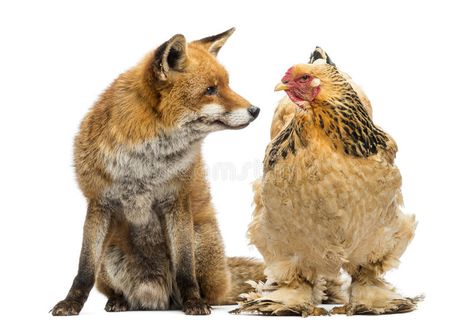 Fox Eat, Raising Ducks, Bantam Chickens, Poultry Feed, Chicken Health, Chicken Cages, Backyard Poultry, Raising Chickens, Red Fox