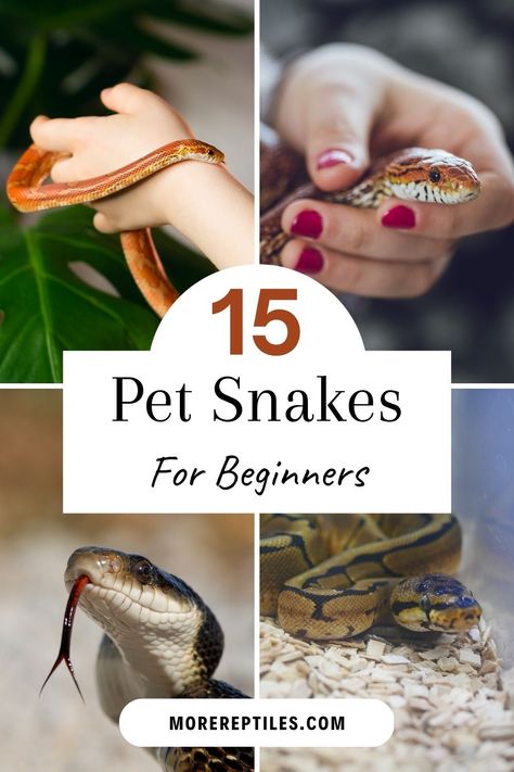 A budding reptile enthusiast? What are the right pet snakes for you to bring home as a beginner? Find out in our guide! Snakes As Pets, Pet Snake Enclosure, Gardner Snake, Pet Snakes For Beginners, Snakes For Beginners, Snakes For Kids, Snake Breeds, Snake Care, Snake Species