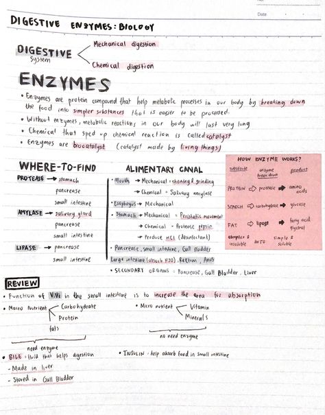 Science Digestive System, Enzymes Biology, Digestive System Model, Speed Up Your Metabolism, Study Vibes, Biology Notes, System Model, Printable Checklist, Chemical Reactions