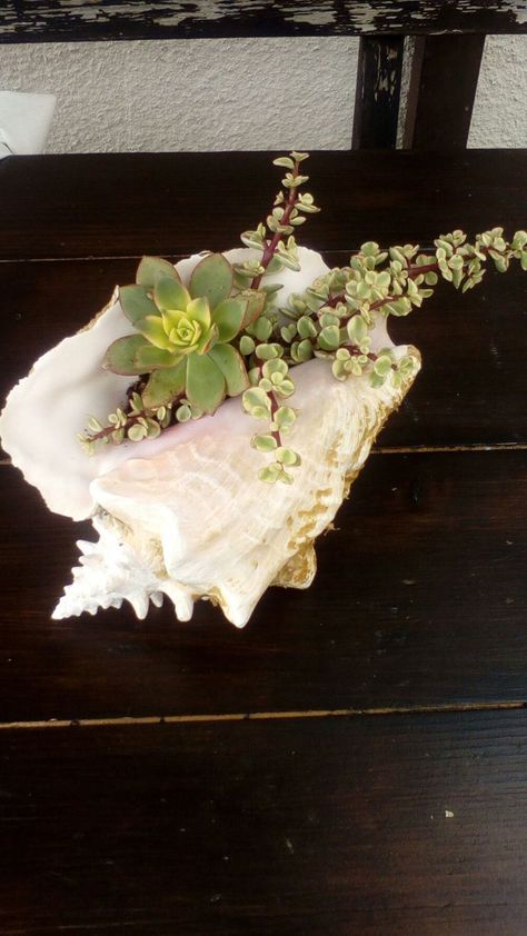 Diy Succulent Terrarium, Art Coquillage, Shell Planter, Succulent Garden Diy, Dish Garden, Succulent Gardening, Plant Decor Indoor, Succulents In Containers, Garden Containers