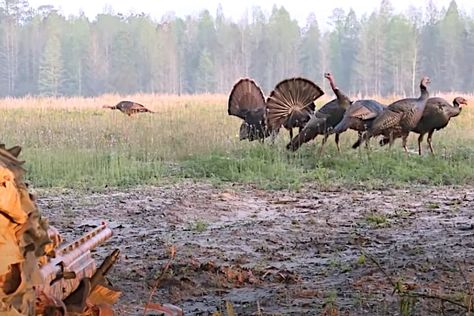 Osceola turkey hunting is bucket-list item for every turkey hunter. Here's where and how to do it. The Osceola turkey only exists in the Sunshine State, but as a hunting foe is one of the toughest challenges that a turkey hunter can face. You'll have to make some tough decisions like traveling to sunny Florida, […] The post Osceola Turkey Hunting: How and Where to Hunt Florida's Exclusive Gobbler appeared first on Wide Open Spaces. Hunting Property, Turkey Calling, Hunting Life, Best Turkey, Wild Turkey, Turkey Hunting, Hunting Season, Dress Appropriately, Sunshine State