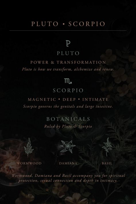 Wormwood, Damiana and Basil ruled by Pluto and Scorpio. Pluto | Power & Transformation Scorpio | Magnetic, deep, intimate. Scorpio governs the genitals and large intestine.  Integrate a deeper understanding of Astro-herbalism – potent plants, their benefits, practical uses, ruling planet and zodiac sign on our blog. Pluto Scorpio, Scorpio Pluto Aesthetic, Scorpio Power, Scorpio Pluto, Pluto In Scorpio, Pluto Planet, Moon Astrology, Large Intestine, Leo Horoscope