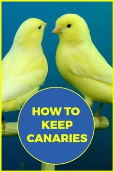 Canary Singing, Canary Cage, Canary Birds, Budgie Parakeet, Modern Birds, Bird Care, Human Interaction, Pet Bird, Backyard Birds