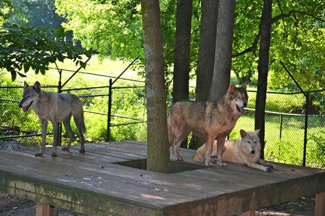 Thunder, Apollo, & Lightning hanging out on their deck. Even though they are all "grey" wolves, the coat coloration varies greatly in this species, from nearly solid white (Lightning) to a blueish grey (Thunder) to the more typical brownish/black coloration of Apollo (who is actually a wolf hybrid).  #Thunder #Lightning #Apollo #Wolves #NoahsArk  www.noahs-ark.org Wolf Enrichment, Zoo Enrichment, Wolfdog Hybrid, Grey Wolves, Noahs Ark Animals, Wolf Hybrid, White Lightning, Animal Sanctuary, Grey Wolf