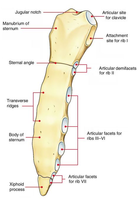 Sternum Bone Anatomy, Sternum Diagram, Sternum Anatomy, Breast Anatomy, Anatomy Pictures, Thoracic Cage, Bone Anatomy, Easy Notes, Nurse Notes