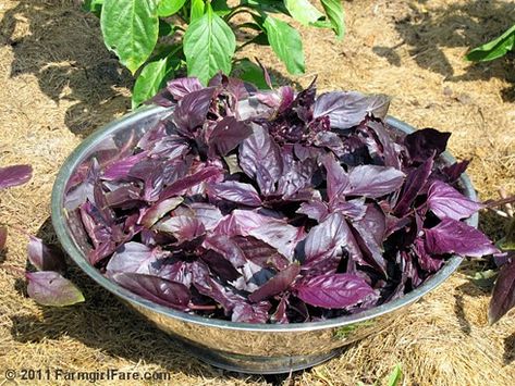 Farmgirl Fare: Growing Purple Basil and What To Do with It, Plus My Purple Basil Pesto Recipe & the Easiest White Bean Appetizer Dip / Spread Ever White Bean Appetizer, Purple Basil Recipe, Basil Pesto Recipe, Tomato Pizza Sauce, Purple Basil, Basil Pesto Recipes, Pizza Dough Recipe Easy, Growing Basil, Easy To Make Appetizers