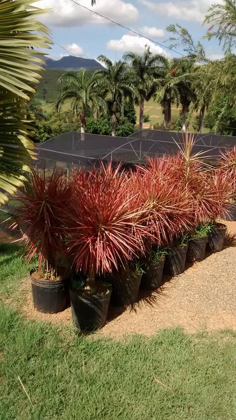 Dracena Tricolor, Succulent Garden Design, Succulent Garden, Unique Plants, Decoration Wedding, Succulents Garden, Bottles Decoration, Succulent, Garden Design