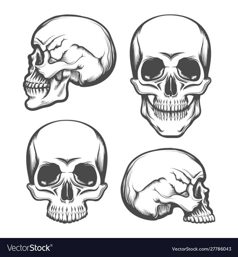 Skull Side View, Easy Skull Drawings, Side View Drawing, Skull Anatomy, Skeleton Drawings, Skull Pictures, Skulls Drawing, Skull Drawing, Human Skull