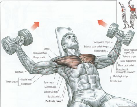 Upper Pec Flys. Flat Dumbbell Fly, Landmine Exercises, Dumbbell Chest Workout, Dumbbell Fly, Body Building Tips, Hardcore Workout, Chest Fly, Incline Bench, Gym Workout Chart