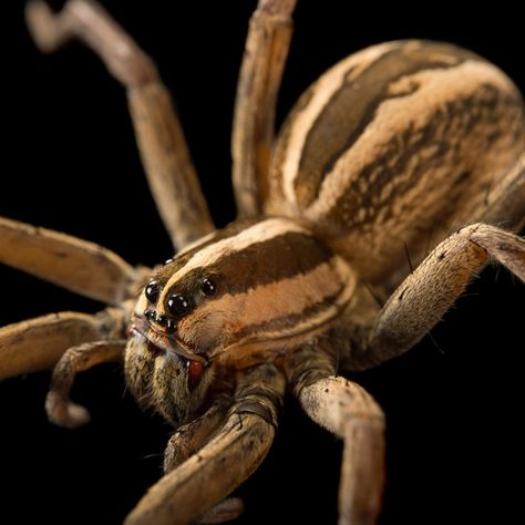 Spider Mouth, Spider Facts, Facts About Wolves, Mouth Anatomy, Spider Fact, Spider Drawing, Wolf Spider, Jumping Spider, Interesting Animals