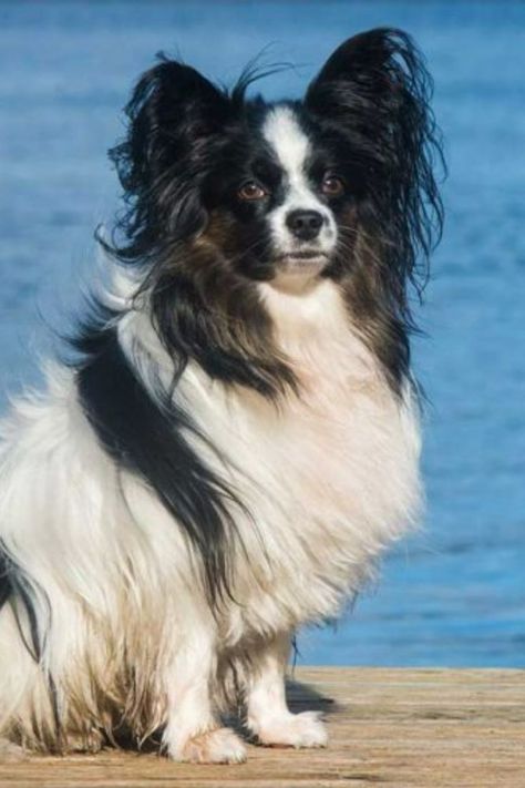 Tout savoir sur le Épagneul Papillon Papillon Dog, Finland, Dogs, Animals