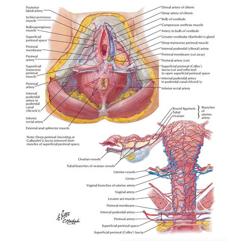 Female Anatomy: The Functions of the Female Organs – HERS Foundation Uterus Anatomy, Female Reproductive System Anatomy, Female Reproductive Anatomy, Human Body Vocabulary, Human Anatomy Female, Basic Anatomy And Physiology, Arteries And Veins, Female Reproductive System, Human Body Anatomy