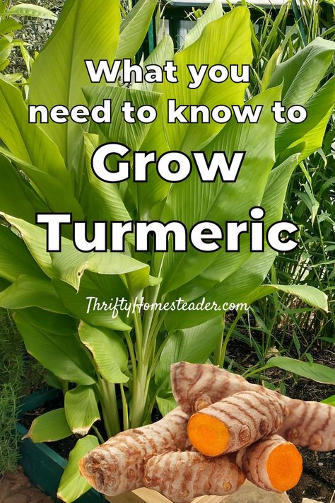 Grow Turmeric From Root, Growing Turmeric Indoors, How To Plant Turmeric Root, How To Grow Tumeric Indoors, Tumeric Plants How To Grow, When To Harvest Turmeric, How To Grow Turmeric In A Pot, Turmeric Plants How To Grow, Planting Tumeric How To Grow