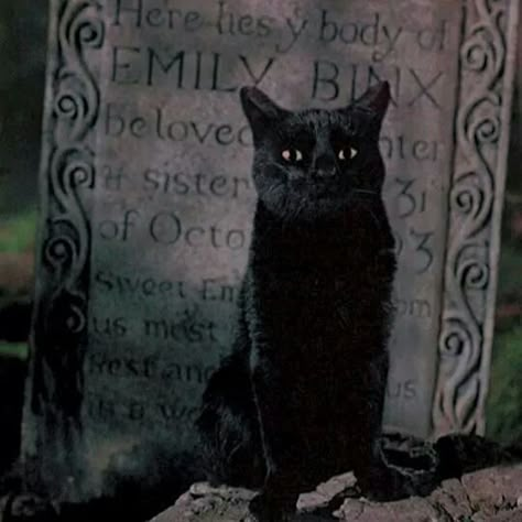 Thackery Binx, Hocus Pocus Movie, The Sanderson Sisters, Black Cat Aesthetic, Failed Attempt, Tim Burton Movie, I Love Cinema, Sanderson Sisters, Horror Show